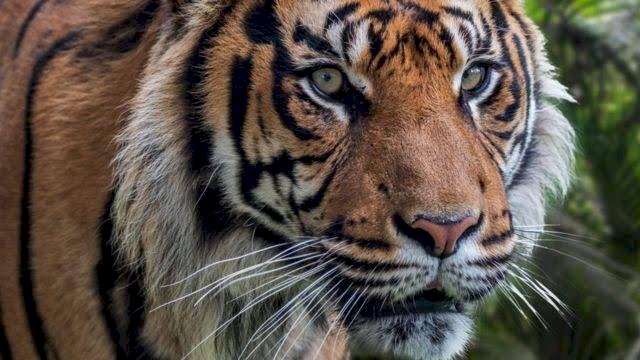 Harimau Sumatera/Ilustrasi Net