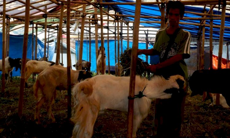 Pedagang hewan kurban di Kota Bandarlampung/ Vera