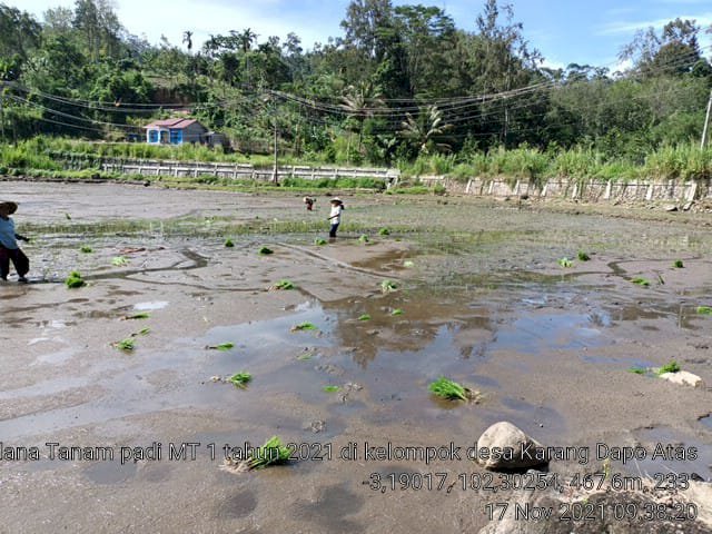 Tampak petani di wilayah Kecamatan Bingin Kuning mulai turun tanam padi/RMOLBengkulu