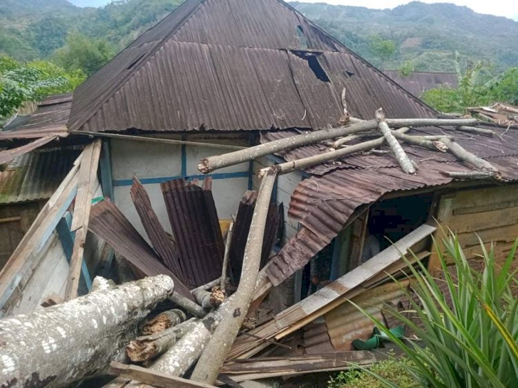 Rumah warga tertima pohon tumbang/Ist