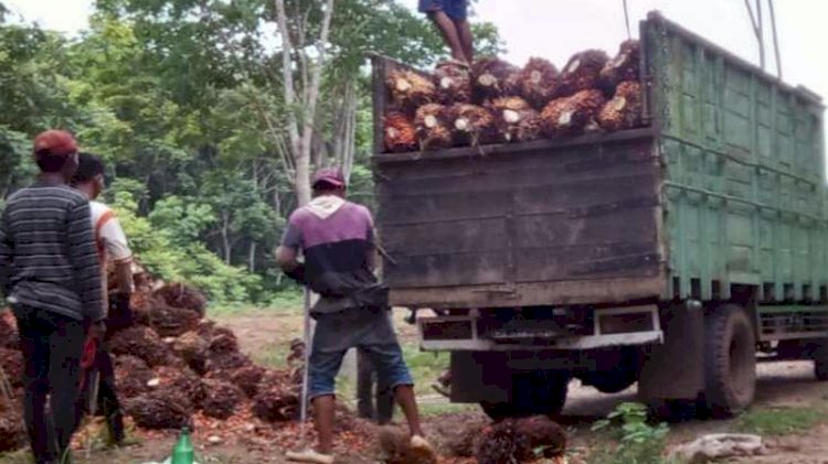 Petani sawit di Lampung Utara tengah memuat buah sawit ke truk untuk dibawa ke pabrik/net