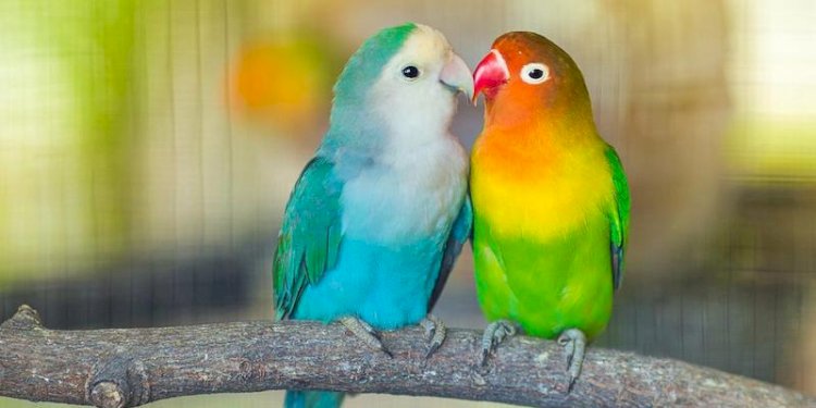 Sepasang Love Bird/Net