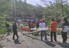 Antisipasi Pohon Sengon Tumbang, BPBD Tebang Pohon Tua di Jalan