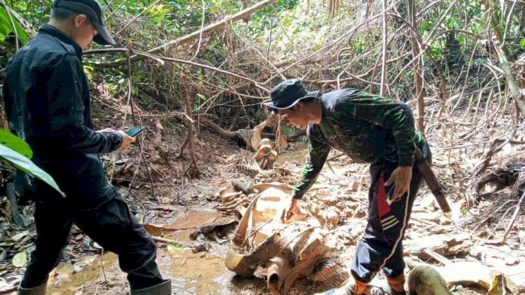 Tulang gajah sumatera yang ditemukan tim Patroli di Bengkulu/KanopiBengkulu