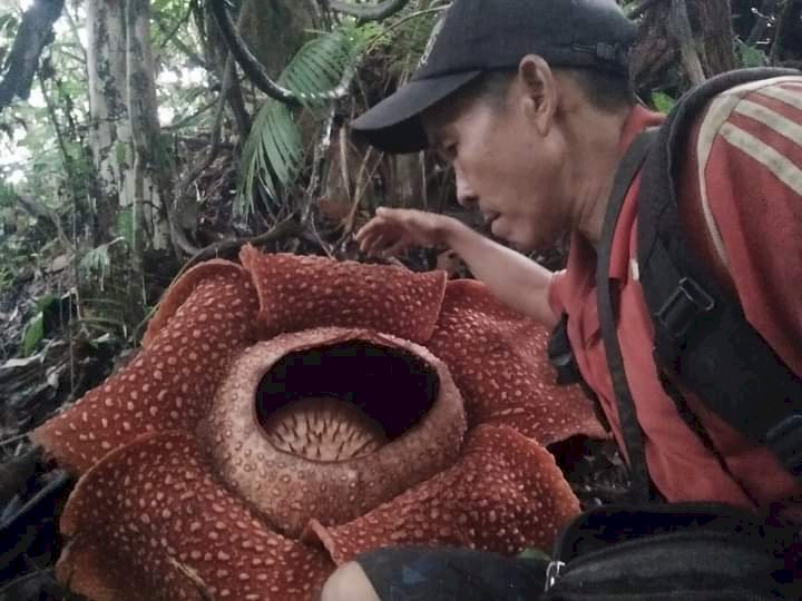 Gupardi yang berhasil membudidayakan bunga rafflesia di kebun kopi miliknya/RMOLBengkulu