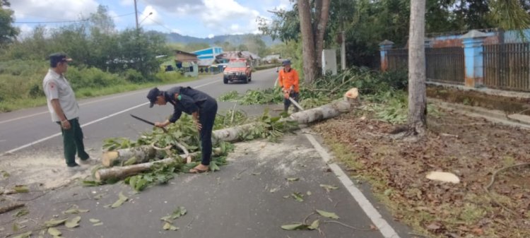 Pemotongan pohon di Depan Rumdin Ketua DPRD Lebong/RMOLBengkulu