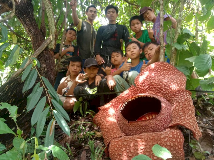 Murid SDN 161 Seluma saat mengunjungi Bunga Rafflesia/istimewa