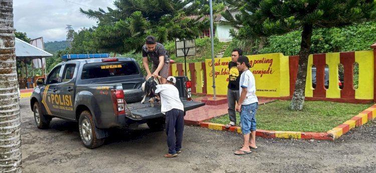 Seekor ternak milik petani di Kelurahan Tes Kecamatan Lebong Selatan, berhasil diselamatkan/Ist