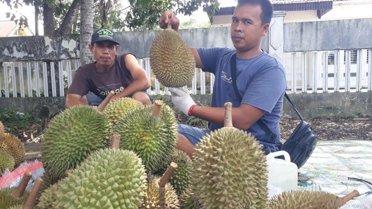 Buah durian asal Bengkulu kini banjiri Kota Lubuklinggau/rmolsumsel.id