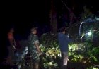 Pohon Tumbang Tutup Jalan Provinsi di Lebong